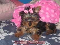 teacup yorkie